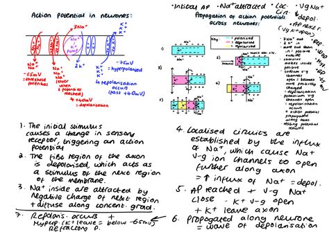 SOLUTION: Biology diagrams - Studypool