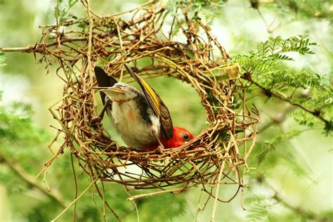 Southafrican Bird Making His Nest Angelo Bonetta Flickr