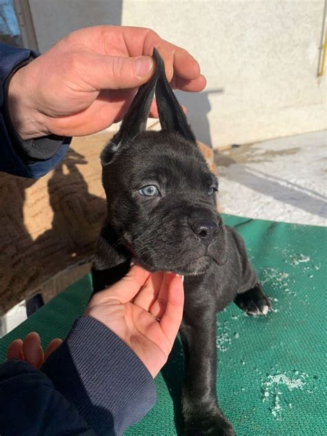 Cane Corso Rasa Pura Suceava Olx Ro