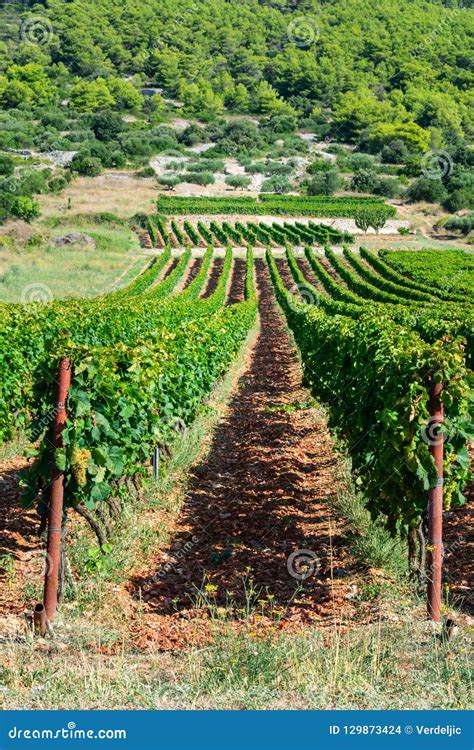 View Of Vineyards And Olive Orchards On The Island Of Vis In Croatia