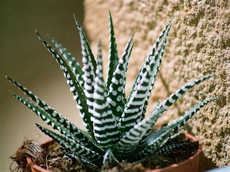 HAWORTHIA – GLISSANDO Garden Center