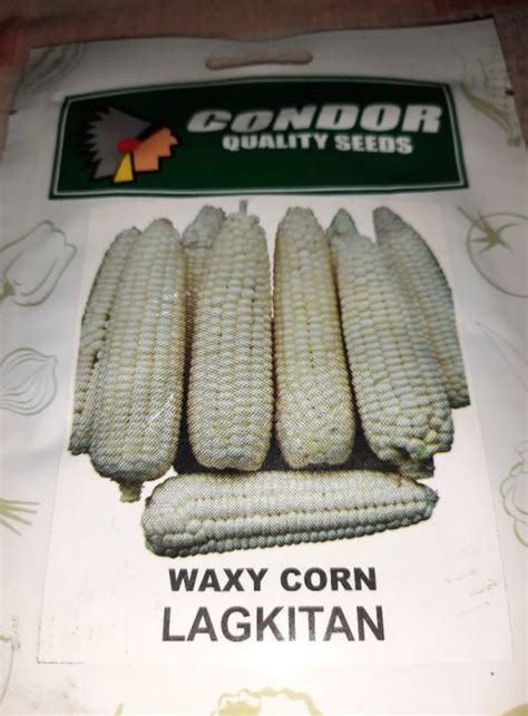 White Corn Waxy Corn Glutinous Corn Lagkitan Grams Condor