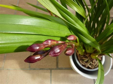 RE Cymbidium Hybriden 42