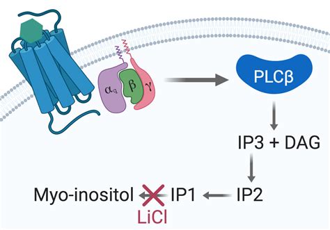 Assessing Gαq 15 Signaling With Ip One Single Plate Transfection And Assay Protocol For Cell