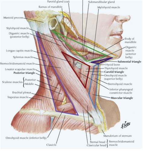 The Neck Flashcards Quizlet