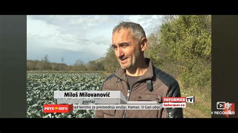 Milos Iz Belosavaca Gaji Kupus Ove Godine Glavice Teske I Do