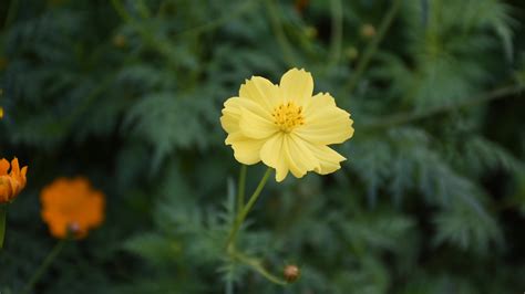 Beautiful And Various Color Cosmos Flowers Blowing With The Wind In The