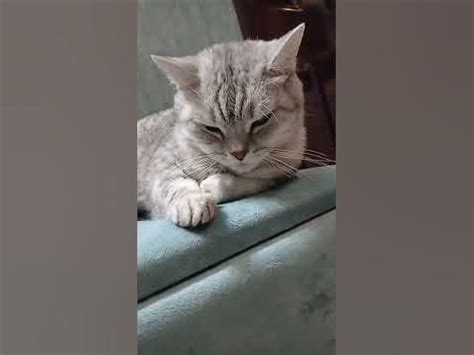 Насколько процентов ты любишь котиков? #Shorts - YouTube