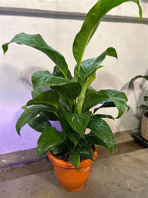 Peace Lily Spathiphyllum Wallisii 3ft Tall In 26cm Pot Furniture