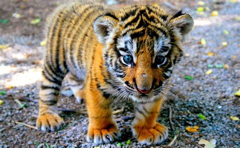 Siberian Tiger Kitten