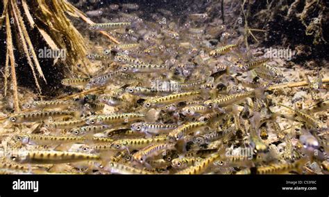 Underwater View Of Chum Salmon Fry Near Mouth Of Stream While Stock