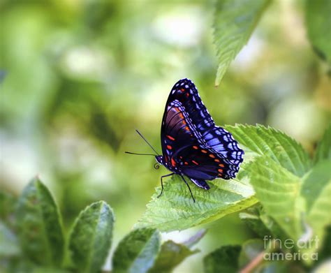 Wings Of Wonder Red Spotted Purple Butterfly Photograph By Kerri