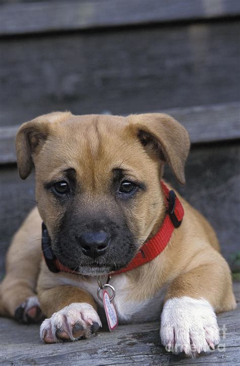 Boxer Mix Puppy Dog Photograph by Suzi Eszterhas - Fine Art America