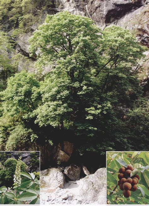 七叶树 秦巴野生植物 图片