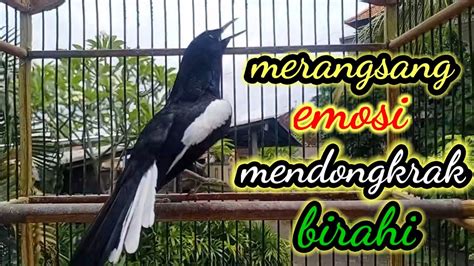 Terapi Pagi Cocok Buat Merangsang Emosi Dan Birahi Kacer Bahan Agar