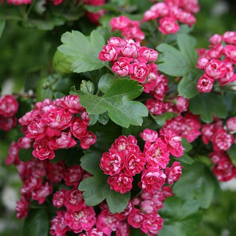 Crataegus Pauls Scarlet Red Hawthorn Caragh Nurseries