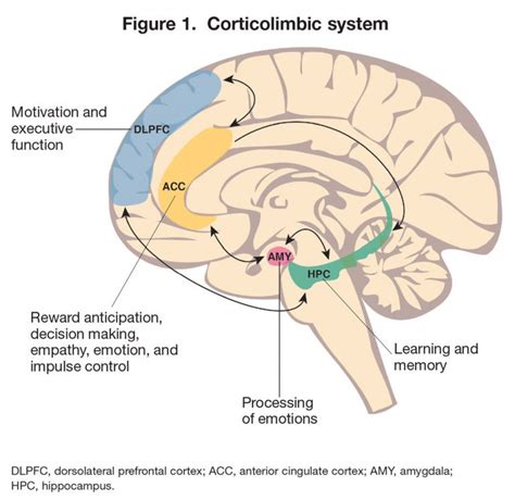 The Neurobiology Of Borderline Personality Disorder BPD Australia