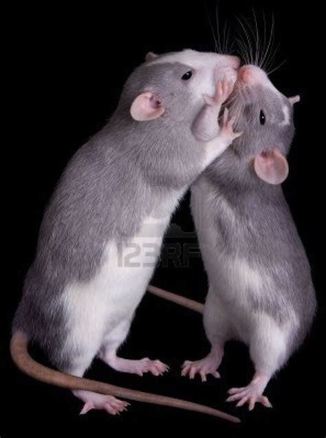 Two Rats Are Kissing Each Other Cute Rats Cute Funny Animals Animals