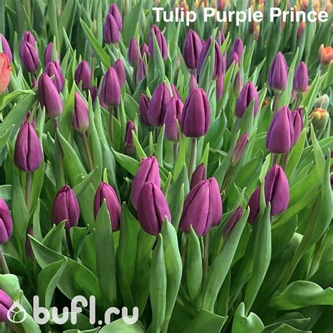 Tulip Purple Prince авторское фото BUFL RU