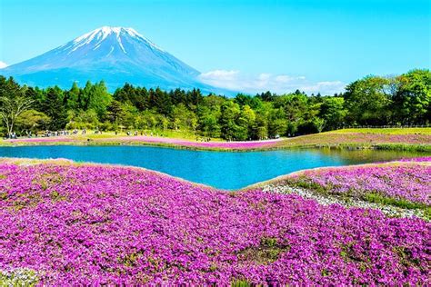 Mt Fuji Oshino Hakkai Onsen Ganztagesausflug Von Tokio Zur