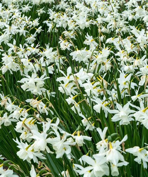 How and when to plant daffodil bulbs for spring flowers | Gardeningetc