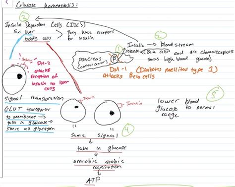 Physiology Body Fluids And Compartments Flashcards Quizlet