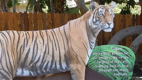 Santa Ana Zoo: Big Cats Exhibit - YouTube