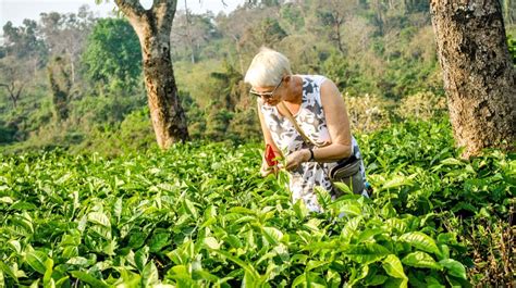 The Kaliabor Tea Plantation, Silghat - Experience Nature