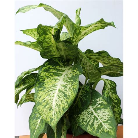 Купить диффенбахию в Киеве. Растение Dieffenbachia в интернет-магазине ...