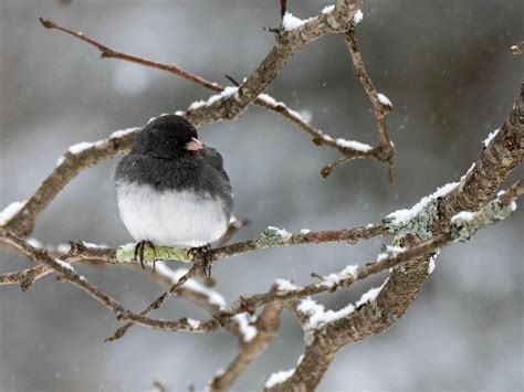 Dark Eyed Juncos Common Winter Birds In North America Nature Blog