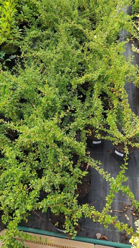 Кизильник блестящий (Cotoneaster lucidus ) - купить саженцы в Москве и ...
