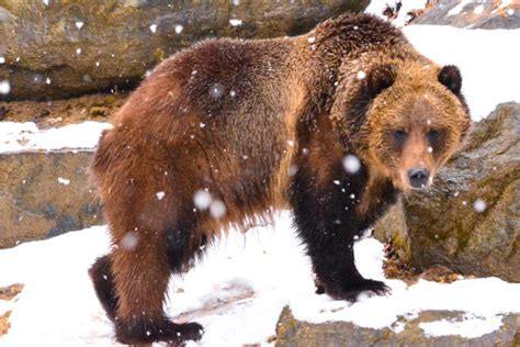 Grizzly Bear Hibernation Updates | The Maryland Zoo