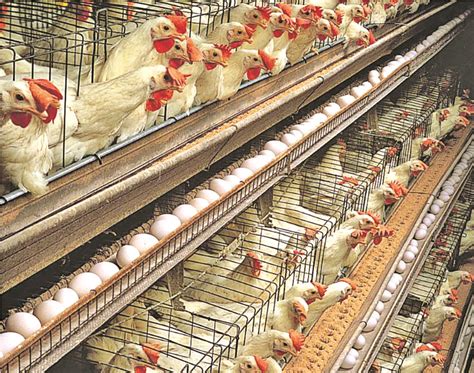 Govt Investing In Broiler Breeder Facility Guyana Times