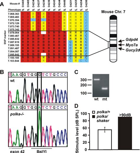 SNP Mapping Of The Mutation In Polka Mice A DNA From Nine Affected