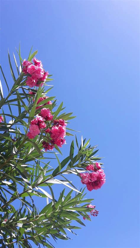 Hello summer! #summer #flowers #pinkflowers | Flowers photography ...