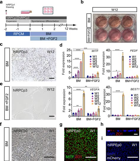 Differentiation Of Hirpcs Into Rpe Cells A Schematic Diagram