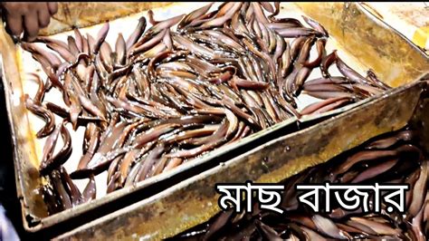 যশোর বড় বাজার এর মাছ বাজার। Kandi TV- কদর - YouTube