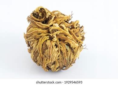 Resurrection Plant Images Stock Photos D Objects Vectors