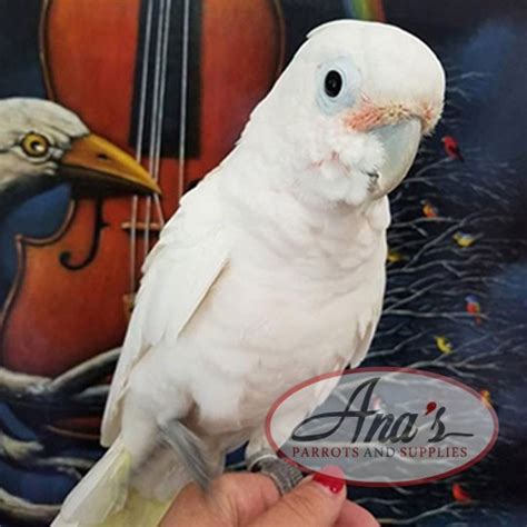 Goffin Cockatoo – Ana's Parrots & Supplies