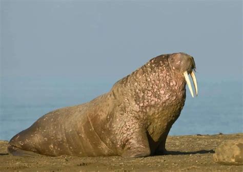 Walrus Behavior - AnimalBehaviorCorner