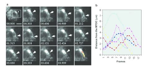 Dynein containing structures show rapid changes in direction. (a ...