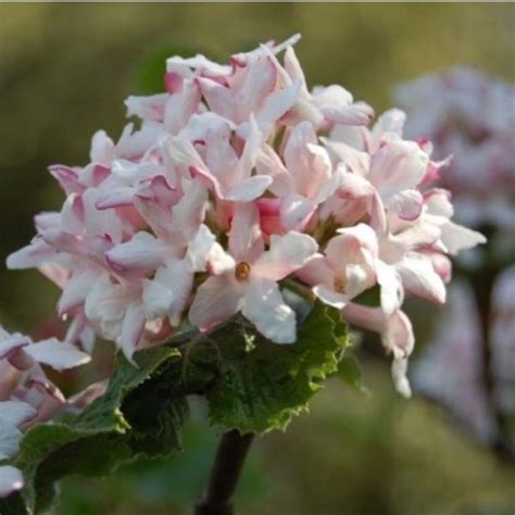 Viburnum carlesii