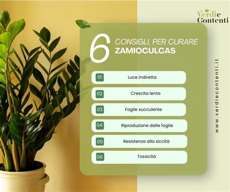 Zamioculcas La Pianta Da Appartamento Resistente E Affascinante