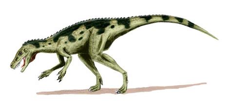 Herrerasaurus Pictures & Facts - The Dinosaur Database