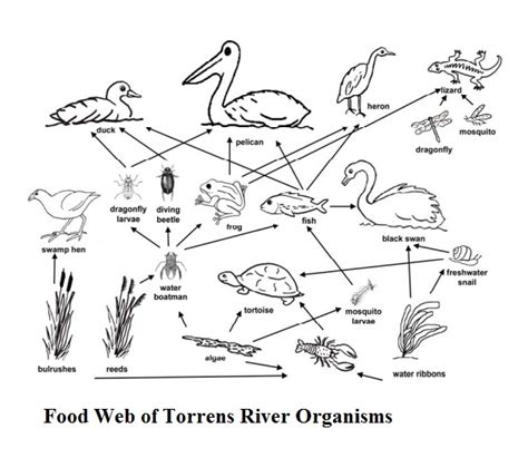 Wetland Food Web Diagram