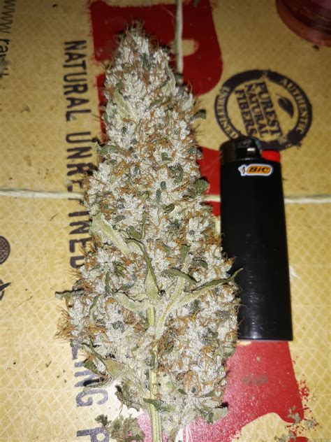 Strain-Gallery: Ice (Nirvana Seeds) PIC #26121936859984197 by bluemm