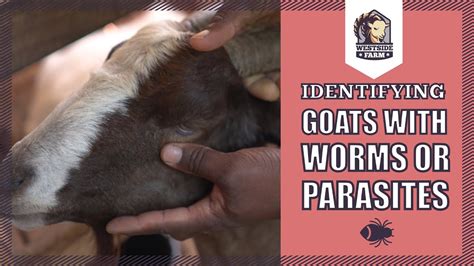 Westsidefarm Identifying Worm Parasite Burdens In Goats YouTube