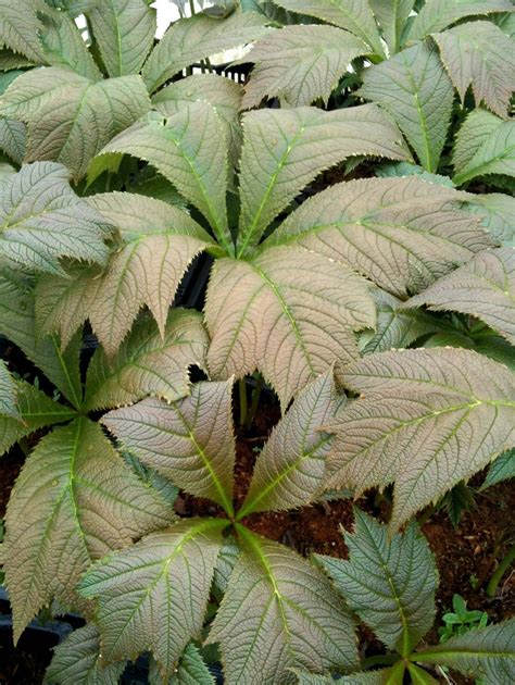 Rodgersia podophylla 'Bronze Form' - Van Berkum Nursery