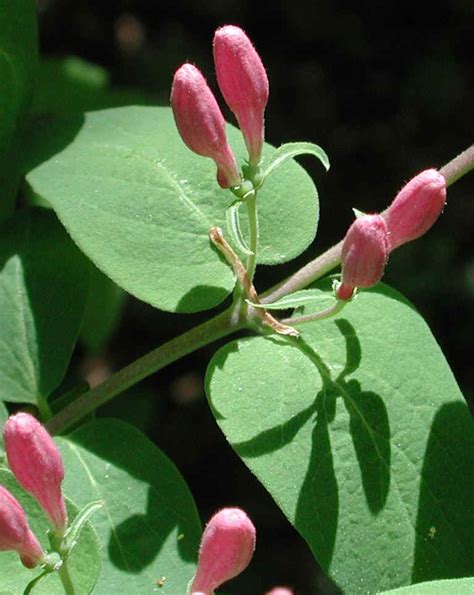 Tartarian Honeysuckle Lonicera Tatarica 10b Flowering Trees