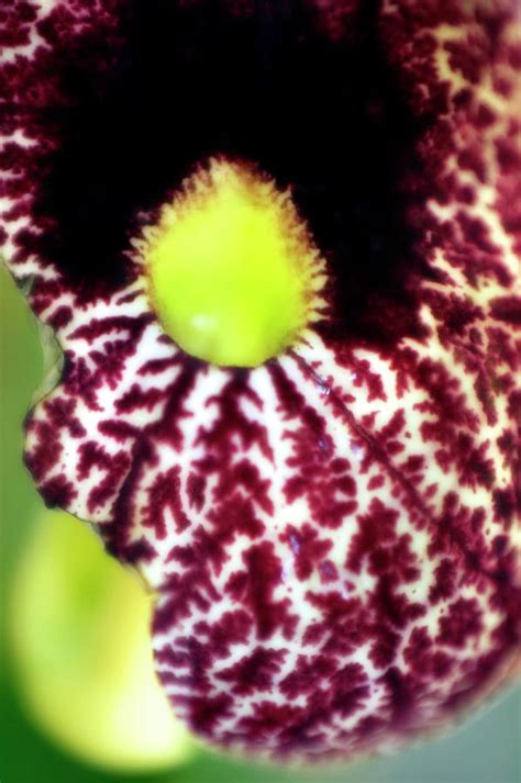 Calico Flower Aristolochia Littoralis Photograph By Maria Mosolova